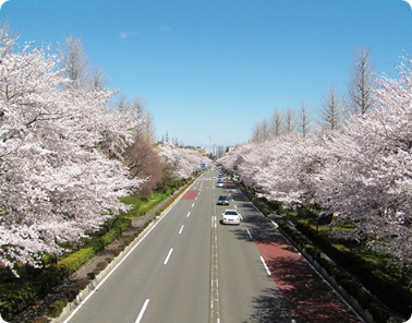 大学通りの桜並木画像