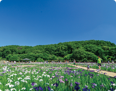 北山公園画像