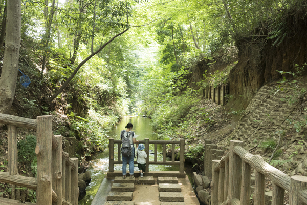 写真:新緑の上水小橋