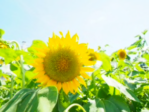 ブロガーの画像10