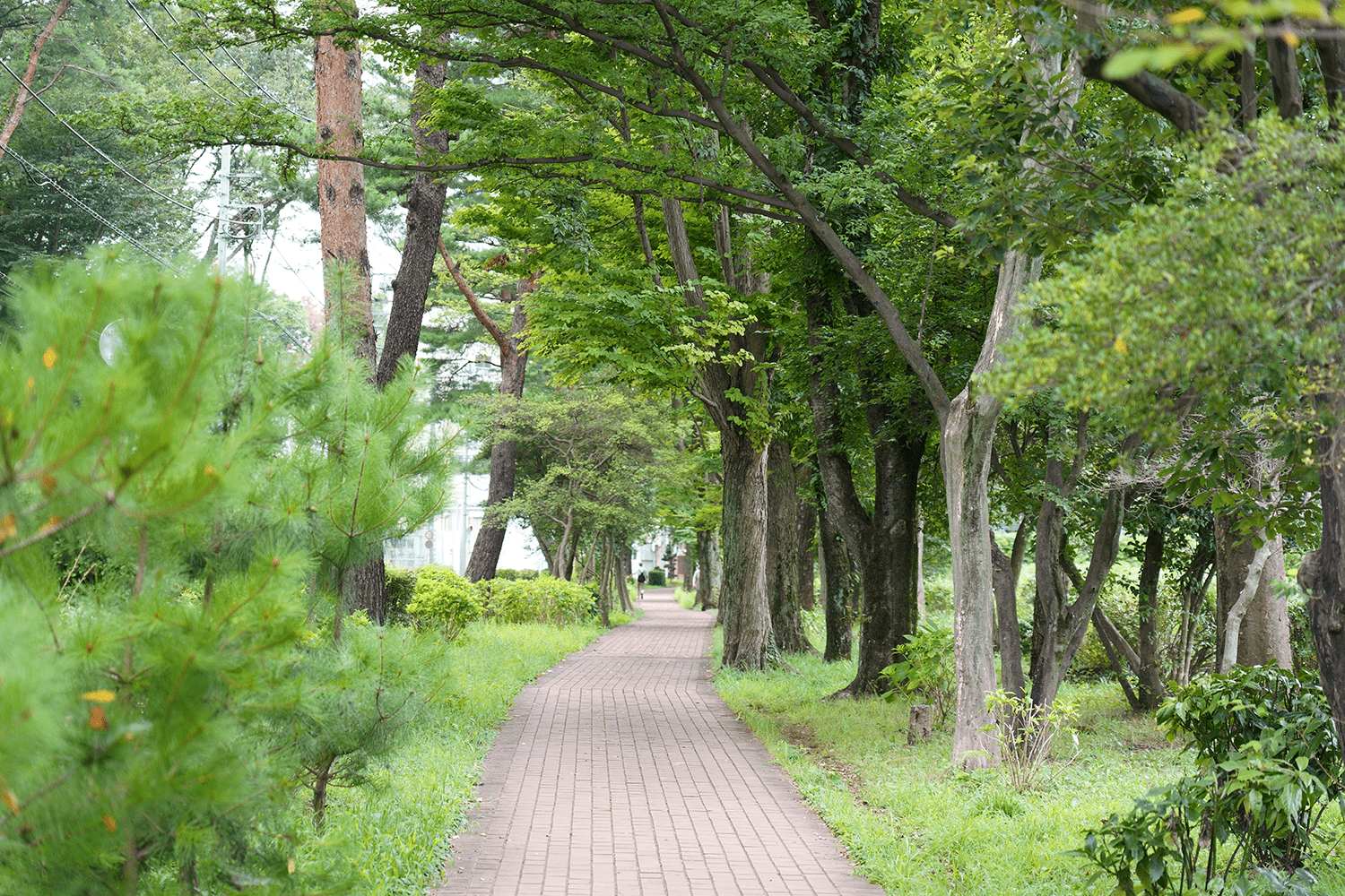 写真:「玉川・野火止コース」