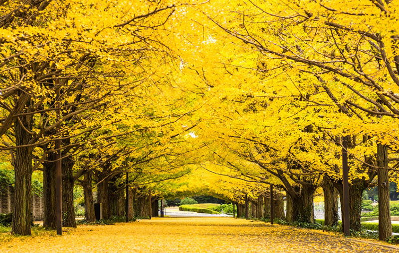 Mynavi Japan-iの画像27