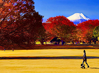 晩秋の昭和記念公園