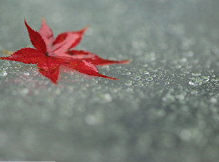 赤は紅より出でて紅より赤し
