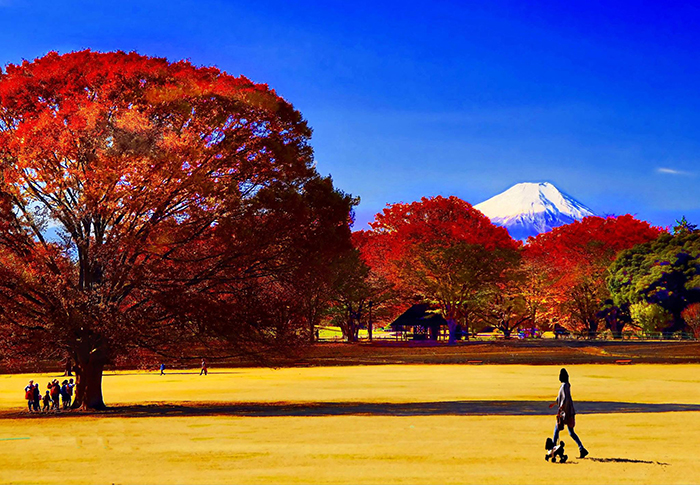 晩秋の昭和記念公園