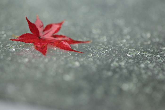 赤は紅より出でて紅より赤し