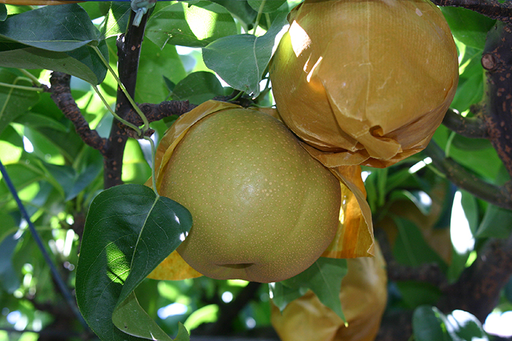 Inagi Pears/Takao Grapes (local specialty fruits)