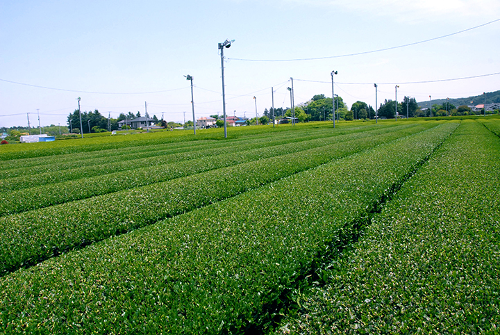 Tokyo Sayama Tea (local specialty)