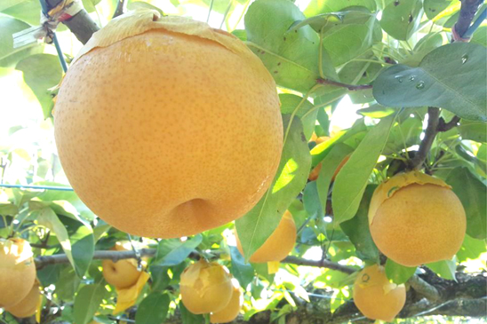 Seigyokuen Orchard