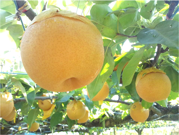 Seigyokuen Orchard