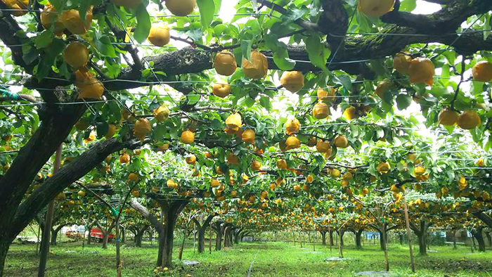 Kawaseien Orchard