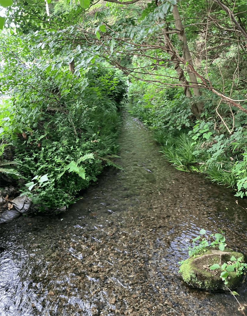 南沢湧水の清らかな流れ