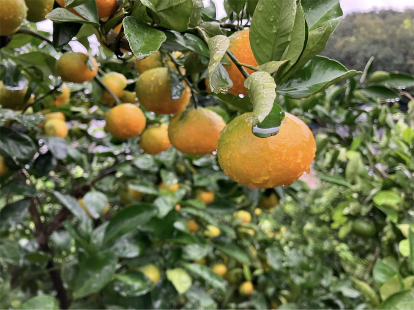 傾斜地にたわわに実るみかん。もうすぐ食べごろを迎えます。