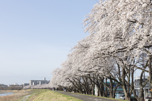 写真：多摩川堤防沿いの桜並木
