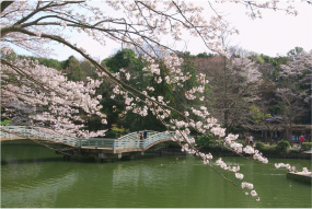 町田市/薬師池公園