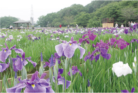 東村山市/東村山菖蒲まつり