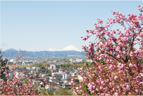 瑞穂町/街並みと富士山