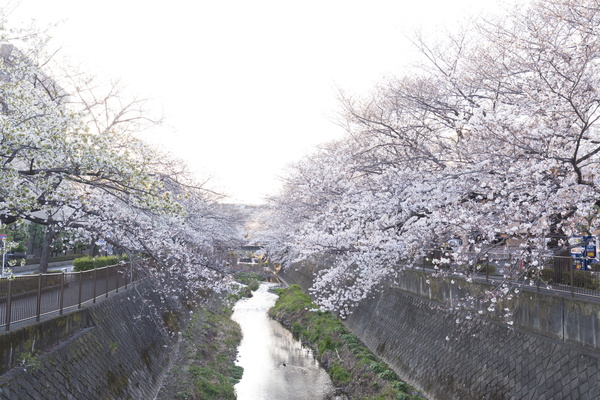 写真：三沢川沿いの桜