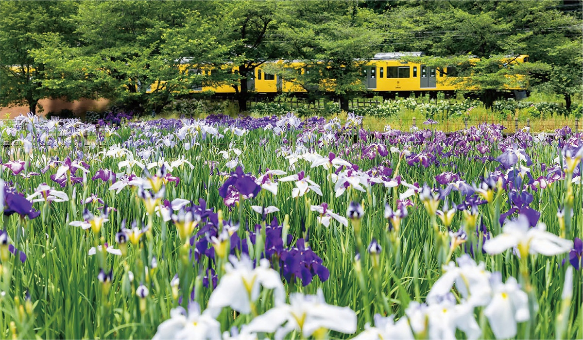 写真：緑あふれる住宅街