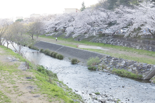 写真:柳瀬川沿いの桜のトンネル