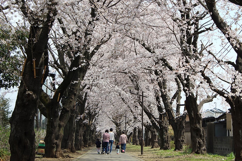 写真:野山北公園自転車道の桜並木