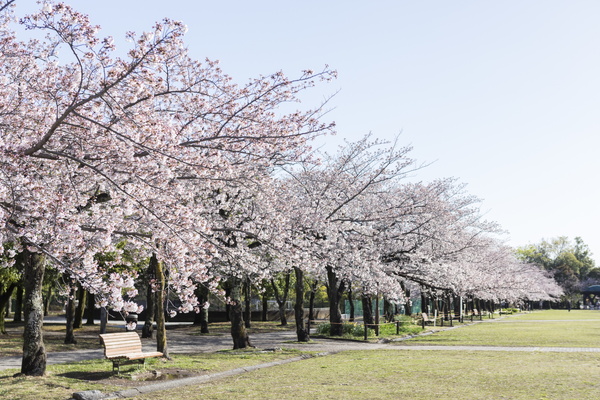 写真:宝野公園・奈良原公園の桜