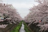 第7回　桜・梨の花まつり