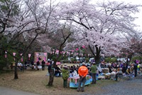 滝山城跡桜祭り