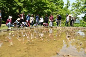 Satoyama Mini Classroom  Early summer in Yatoda and the creatures at the waterside