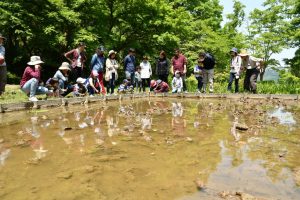 里山ミニ教室　初夏の谷戸田と水辺の生きもの