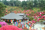 Shiofune Kannonji Temple Azalea Festival