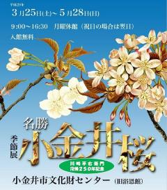 文化財センター季節展「名勝小金井桜」