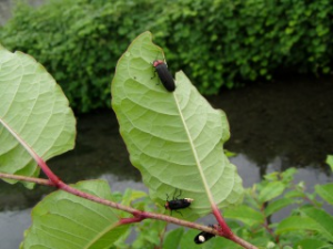 The 52nd Fussa Firefly Festival