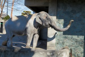 吉祥寺「はな子」像除幕式