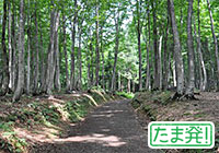 Giant Flying Squirrel Observation in Mt. Mitake -The First Step- [For Beginners]