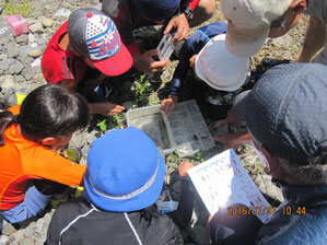 Natural Class Volunteer Society Sponsorship 