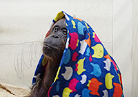 ありがとう！オランウータンのジプシー──映像とお話でふりかえる62年　多摩動物公園