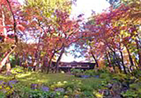 Enjoy the Autumn of the Tonogayato Garden