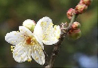 神代植物公園「梅まつり」