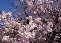 神代植物公園「椿・さくらまつり」