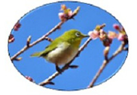武蔵野の森公園「野鳥観察会」