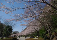 2018 Machida Cherry Blossom Festival
