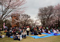 The 39th Cherry Blossom Festival