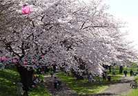 Kiyose Cherry Blossom Festival 2018