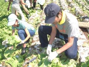 Kawakami Towns Natural Village Lettuce Harvesting Experience & Blueberry Hunting Tour