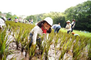 Weeding rice field in a satoyama 
