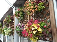 ~ Kamiya Hanasaka Project ~ 1st Hinagami Botanic Gardens Hanging Basket Contest Organizing