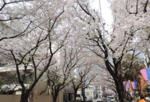 The 29th Kumegawa Cherry Blossom Festival