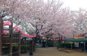 The 14 th Cherry Blossom Festival