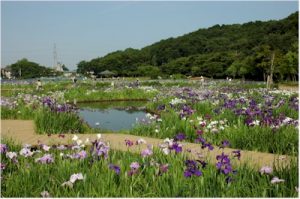 第３１回東村山菖蒲まつり